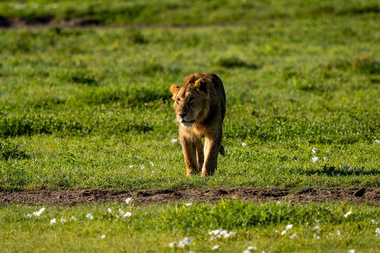 Majestic young lion roaming the grasslands in Arusha Region, Tanzania, showcasing the splendor of African wildlife.